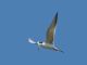 Least Tern (Sterna antillarum) 