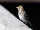 Savannah Sparrow (Passerculus sandwichensis) 