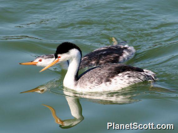 Clark's Grebe (Aechmophorus clarkii) Adult and Juvenile