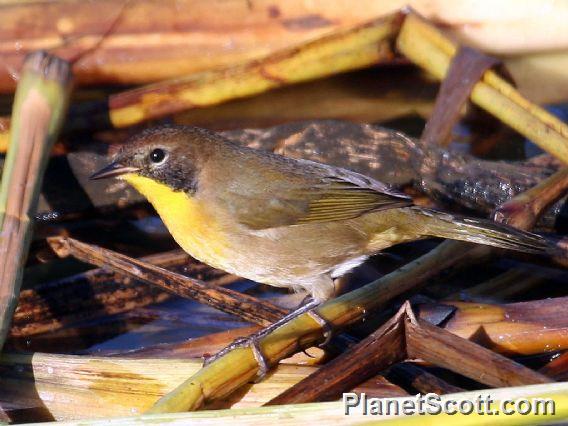 Common Yellowthroat (Geothlypis trichas) 1st Year Male