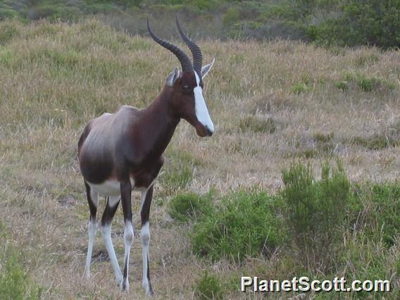 Bontebok, South Africa