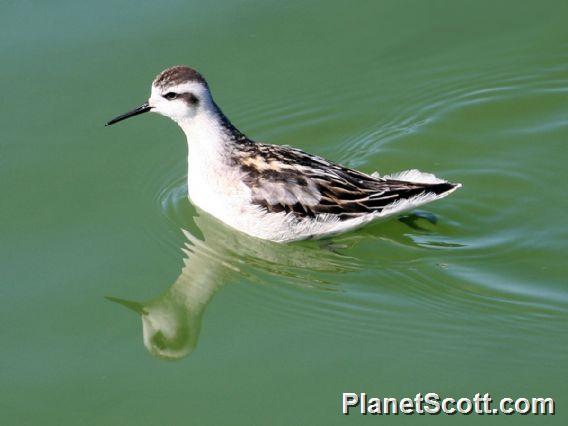 Red-necked Phalarope (Phalaropus lobatus) 