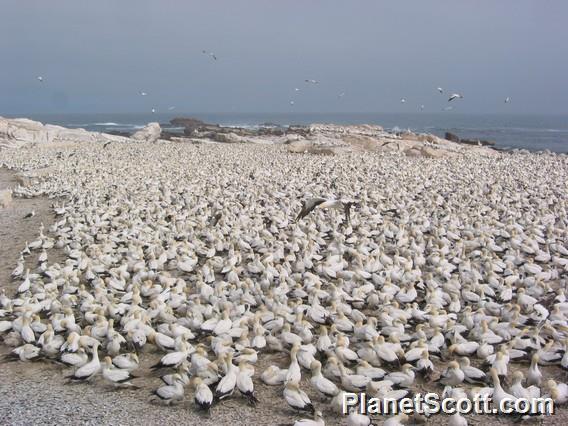 Cape Gannet Colony, South Africa
