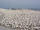 Cape Gannet Colony, South Africa
