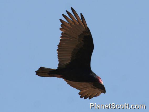 Turkey Vulture (Cathartes aura) In Flight