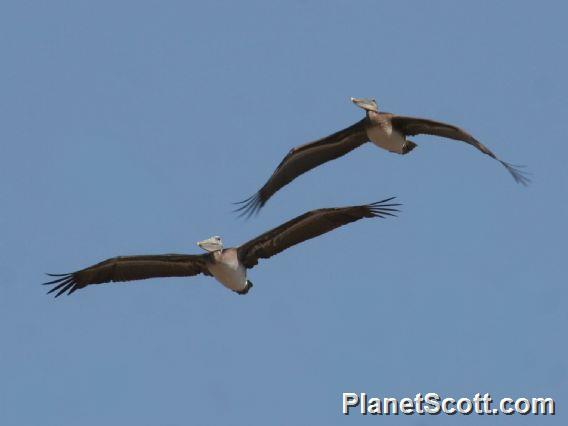 Brown Pelican (Pelecanus occidentalis) In Flight