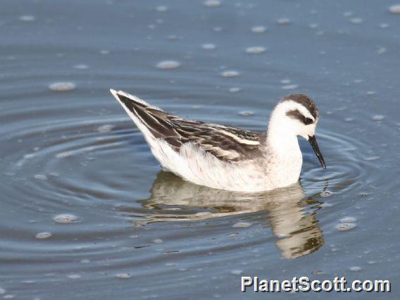 Red-necked Phalarope (Phalaropus lobatus) 