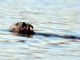 sea otter (Enhydra lutris) 