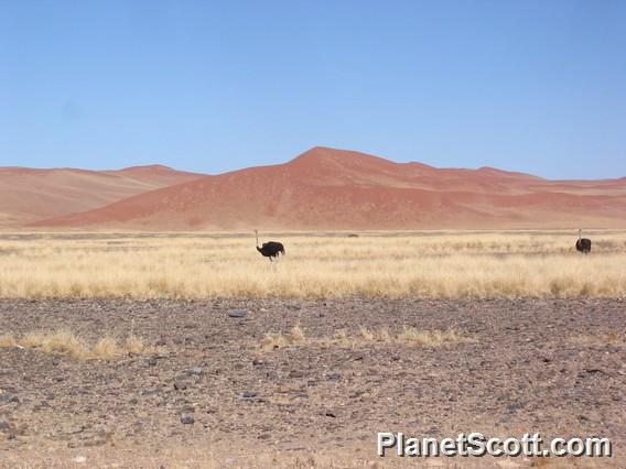 Sand Dunes, Namibia