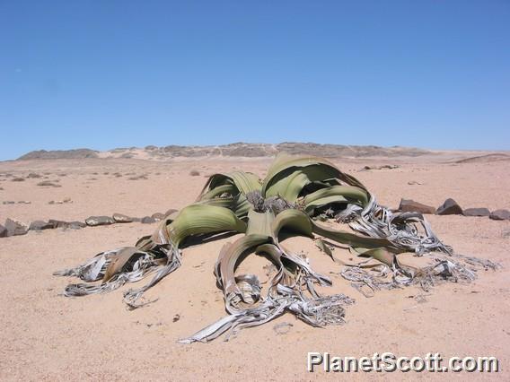 1500 Year Old Welweicha Plant, Namibia