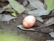 Pauraque (Nyctidromus albicollis) Nest