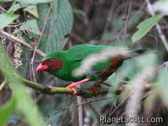 Grass-green Tanager (Chlorornis riefferii)