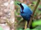 Turquoise Jay (Cyanolyca turcosa) 