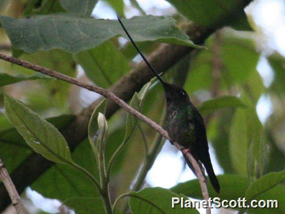 Sword-billed Hummingbird (Ensifera ensifera)