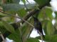Sword-billed Hummingbird (Ensifera ensifera) 