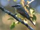 Golden-crowned Flycatcher (Myiodynastes chrysocephalus) 