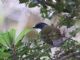 Gray-browed Brush-Finch (Atlapetes assimilis) 