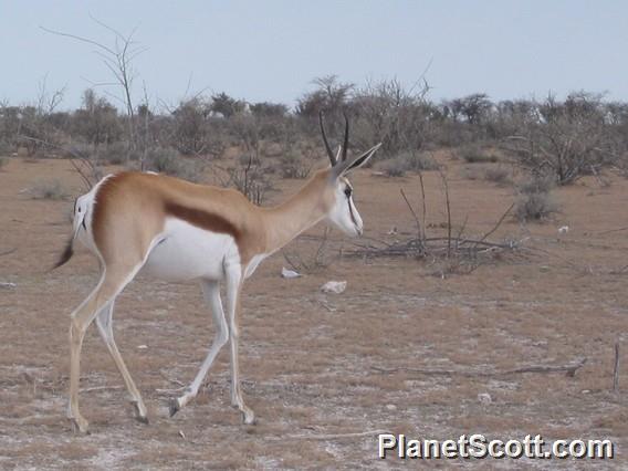 Springbok, Namibia