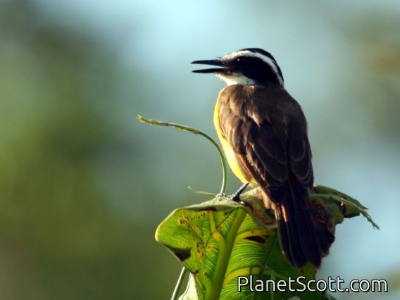 Lesser Kiskadee (Pitangus lictor)