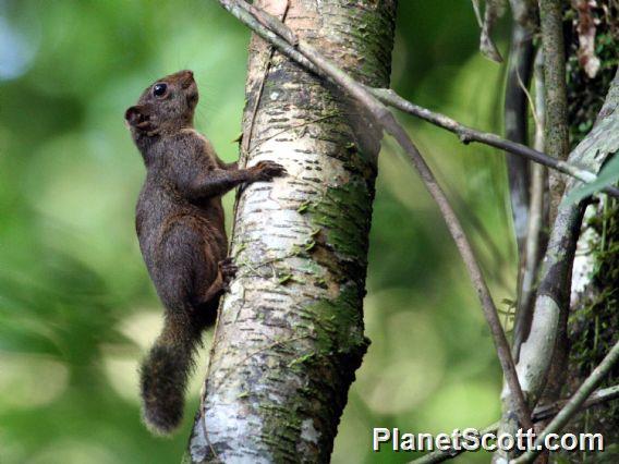 Amazon Dwarf Squirrel (Microsciurus flaviventor) 