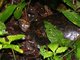 Yellow-foot Tortoise (Geochelone denticulata) 
