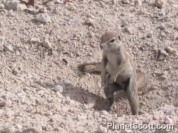 African Ground Squirrel, Namibia