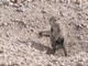 African Ground Squirrel, Namibia