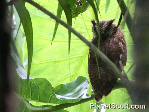 Tropical Screech-Owl (Otus choliba) 