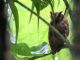 Tropical Screech-Owl (Otus choliba) 