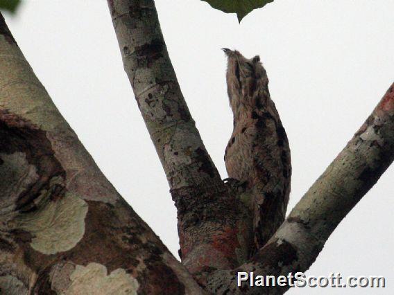 Common Potoo (Nyctibius jamaicensis) 