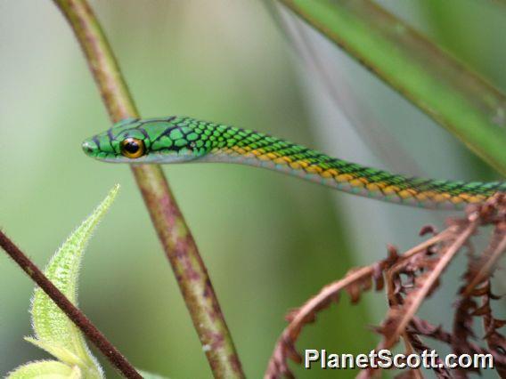 Green Parrot Snake (Leptophis ahaetulla) 