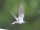White-winged Swallow (Tachycineta albiventer) 