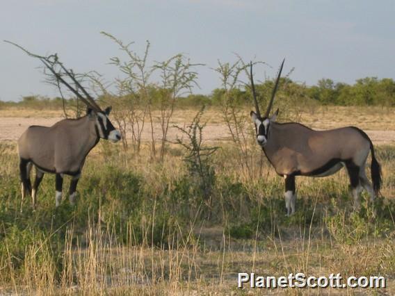 Gemsbok, Namibia