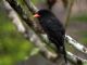 Black-fronted Nunbird (Monasa nigrifrons) 