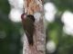 Spot-breasted Woodpecker (Colaptes punctigula) 