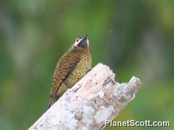 Spot-breasted Woodpecker (Colaptes punctigula) 