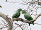 Mealy Parrot (Amazona farinosa) 