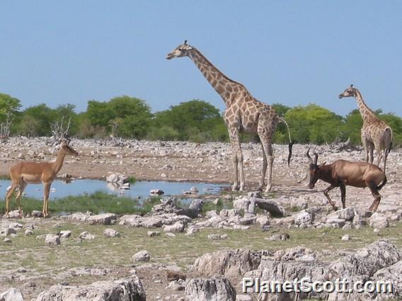 Waterhole, Namibia