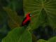 Masked Crimson Tanager (Ramphocelus nigrogularis) 