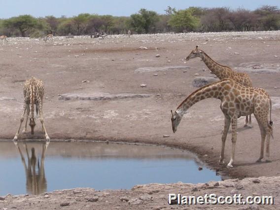 Giraffes, Namibia