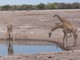 Giraffes, Namibia