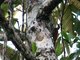 Long-billed Woodcreeper (Nasica longirostris) 