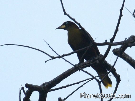 Casqued Oropendola (Clypicterus oseryi)