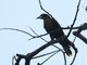 Casqued Oropendola (Psarocolius oseryi) 