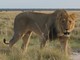 Lion, Namibia