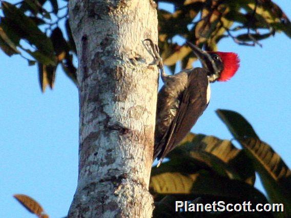 Lineated Woodpecker (Dryocopus lineatus)