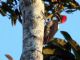 Lineated Woodpecker (Dryocopus lineatus) 