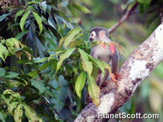 South American squirrel monkey (Saimiri sciureus) 