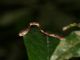 Blunt-headed Tree Snake (Imantodes lentiferus) 