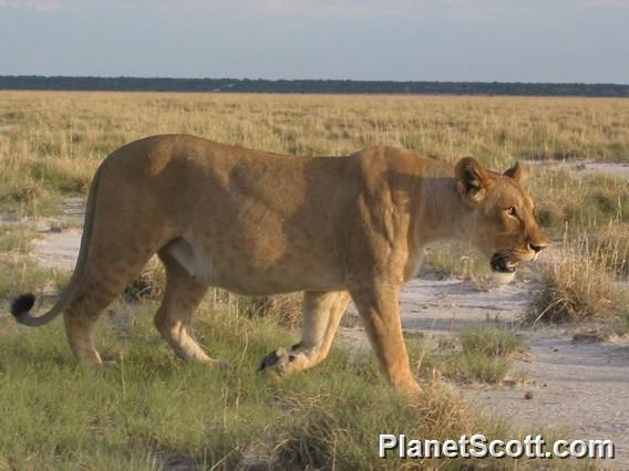 Lioness, Namibia